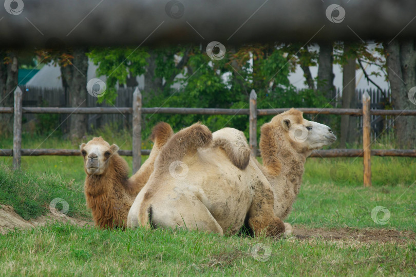 Скачать Это животное - млекопитающее верблюд фотосток Ozero