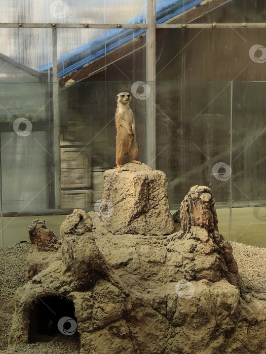 Скачать Сурикаты в крытом зоопарке. фотосток Ozero