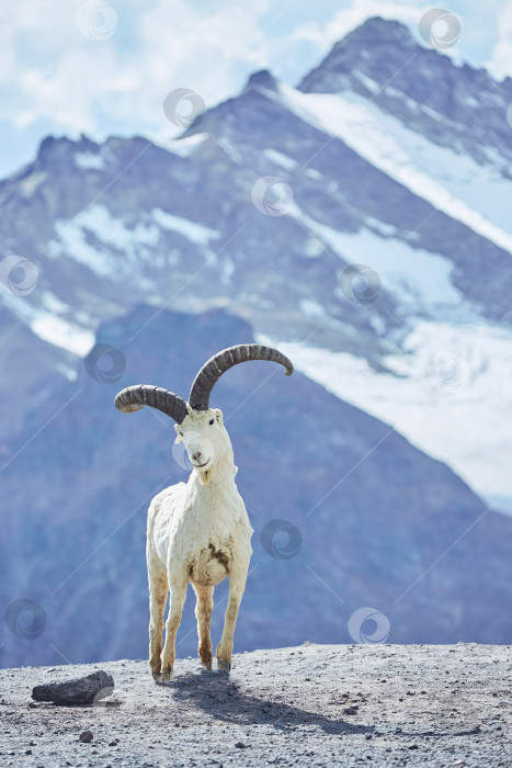 Скачать Чучело горного козла на фоне высоких гор. Дневное солнечное время. фотосток Ozero