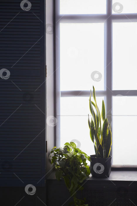 Скачать Растения на подоконнике в интерьере. фотосток Ozero