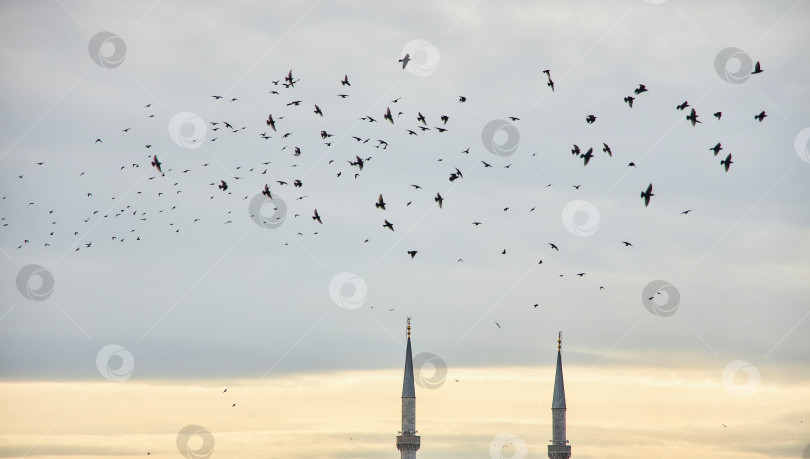Скачать Минареты мечети на закате и большое количество птиц над ними. фотосток Ozero
