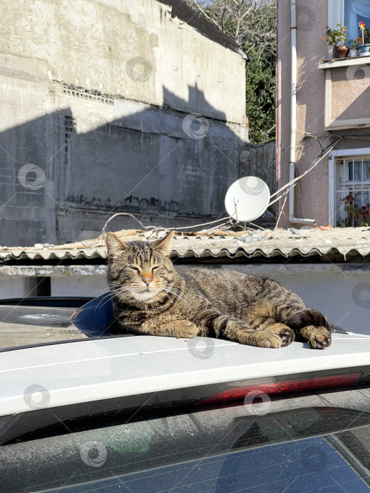 Скачать Кошка, лежащая на крыше автомобиля и греющаяся на солнышке фотосток Ozero