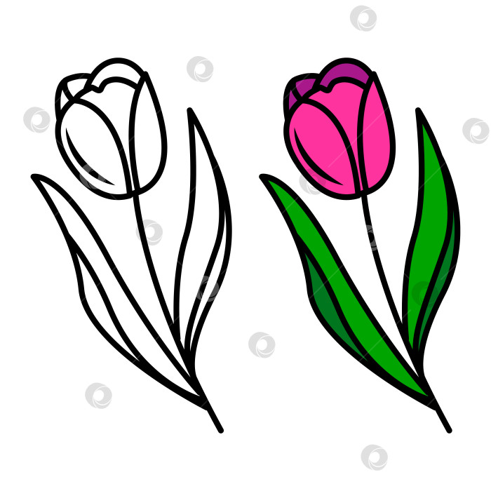 Скачать векторный рисунок цветов тюльпана фотосток Ozero