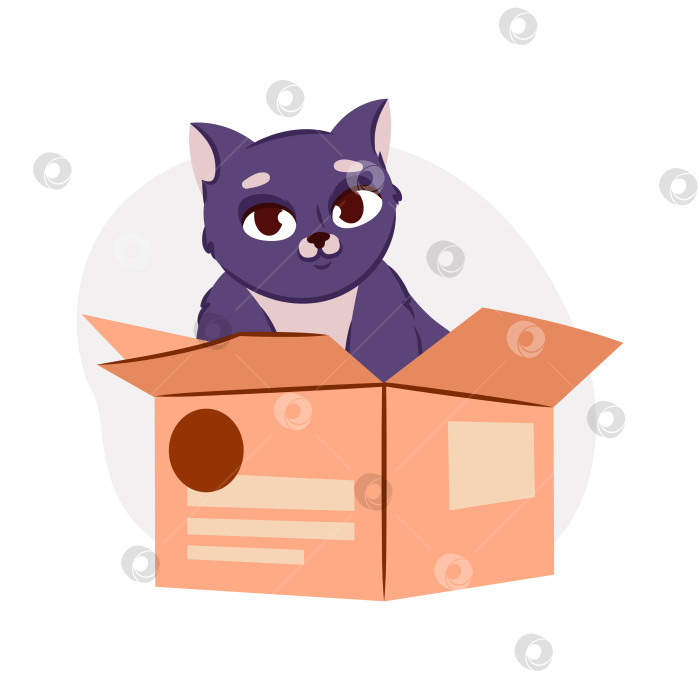 Скачать кошка, сидящая в картонной коробке. Переезд и домашние животные. фотосток Ozero