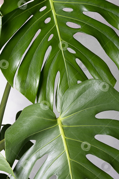 Скачать Крупный план листьев растения монстера. фотосток Ozero