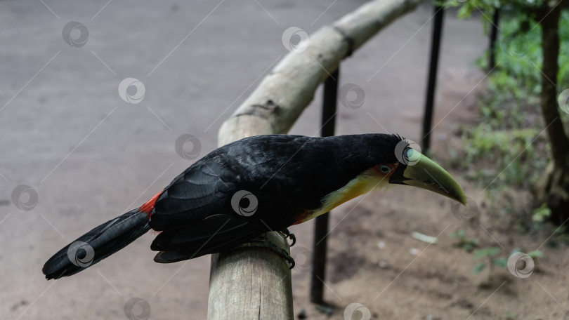 Скачать Красивая тропическая птица Ramphastos dicolorus фотосток Ozero