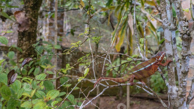 Скачать Яркая красно-оранжевая пантера-хамелеон Furcifer Pardalis взбирается на дерево. фотосток Ozero