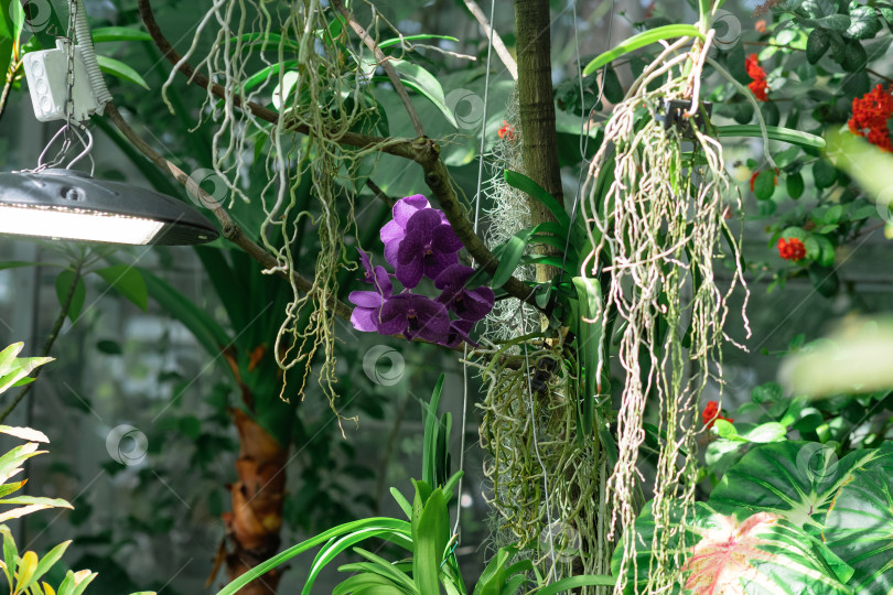 Скачать орхидея пурпурного мотылька цветет в теплице фотосток Ozero