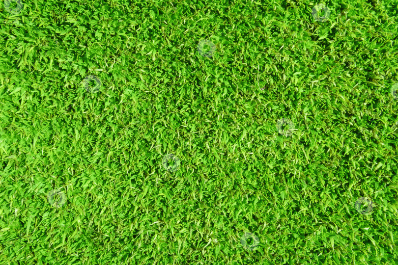 Скачать естественный фон, цветочная текстура, зеленая трава, листва фотосток Ozero
