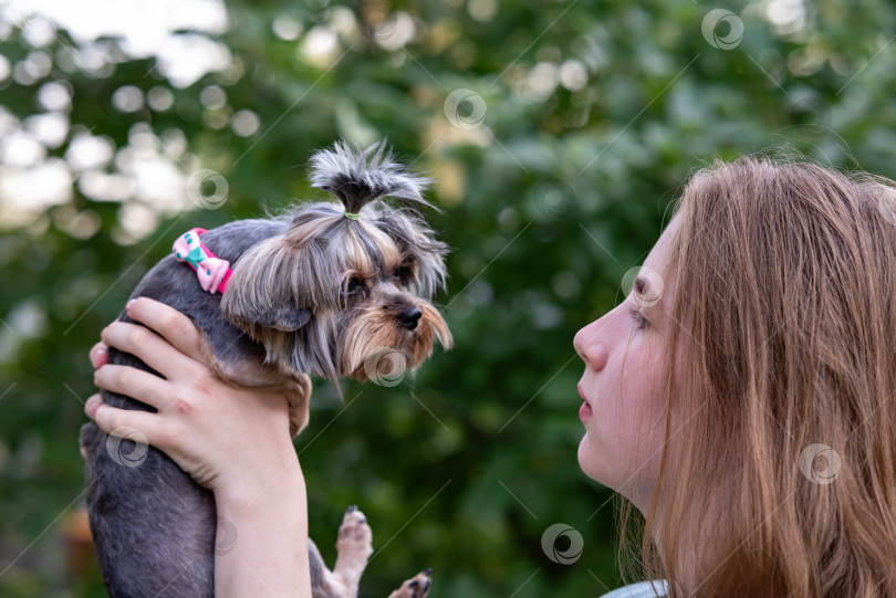 Скачать Портрет собаки йоркширского терьера в помещении с владельцем, прикасающимся к его голове фотосток Ozero