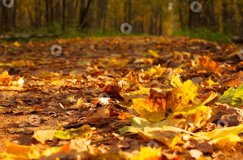 Скачать Осенний пейзаж. Тропинка в лесу усыпана сухими листьями. фотосток Ozero
