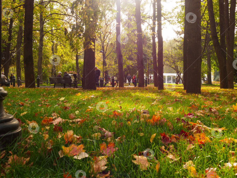 Скачать осень в парке, яркие солнечные лучи пробиваются сквозь деревья фотосток Ozero