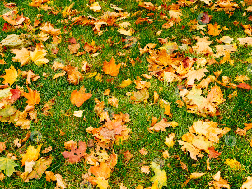 Скачать абстрактный фон из осенних листьев на зеленой траве, вид сверху фотосток Ozero