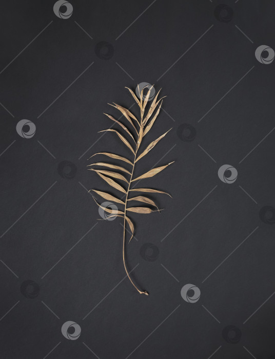 Скачать одинокий увядший лист пальмы на черном фоне с виньеткой фотосток Ozero
