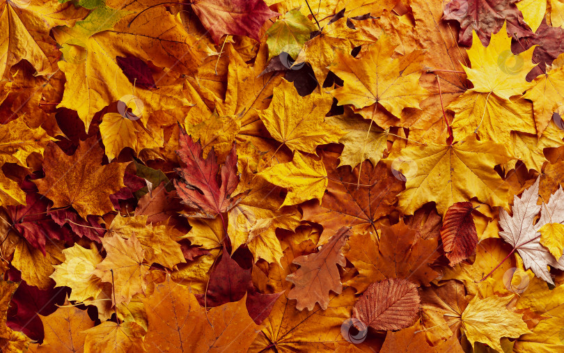 Скачать Фон из осенних листьев в желтых, красных и коричневых тонах. фотосток Ozero