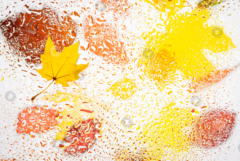 Скачать Осенний фон - цветные осенние листья под каплями воды. фотосток Ozero