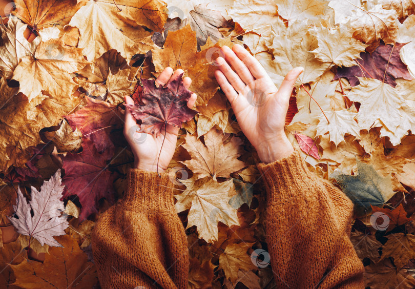 Скачать осеннее настроение - женские руки в осенних листьях фотосток Ozero