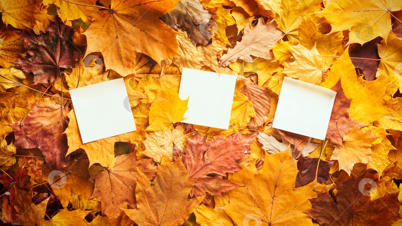 Скачать фон из осенних листьев фотосток Ozero