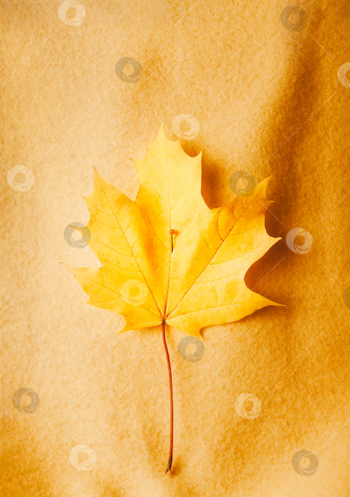 Скачать Осенняя концепция. К желтой флисовой толстовке приколот желтый кленовый лист фотосток Ozero