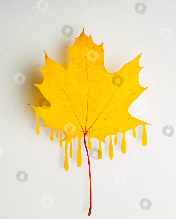 Скачать портрет осеннего кленового листа с эффектом капающей краски фотосток Ozero