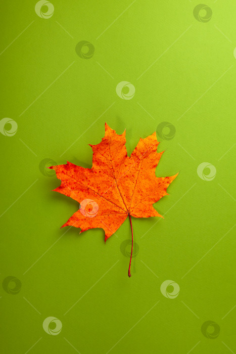 Скачать Оранжевый кленовый лист на фоне коричневой бумаги. фотосток Ozero
