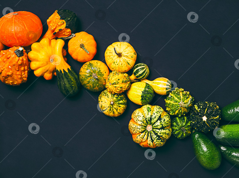 Скачать ряд осенних тыкв от оранжевой до зеленой окраски фотосток Ozero