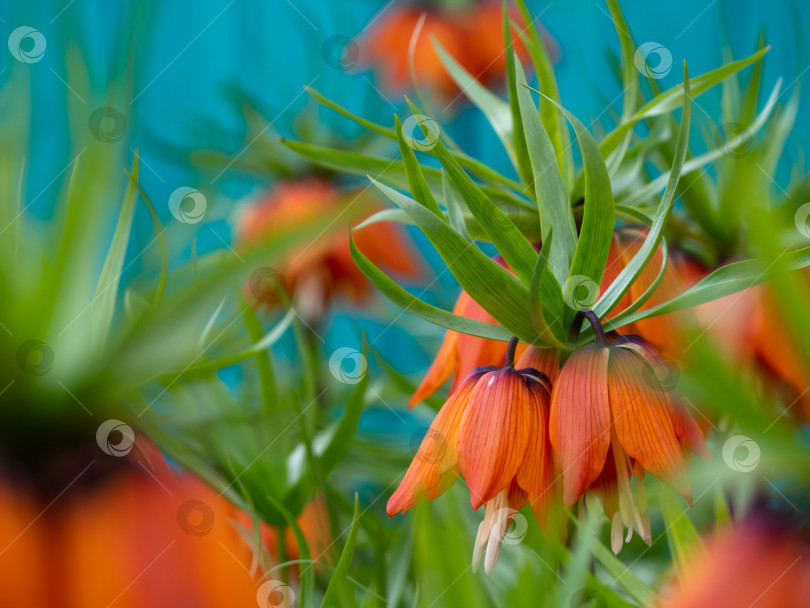 Скачать Оранжевые цветы Fritillaria imperialis в весеннем саду. Императорский тетерев или цветы кайзеровской короны. Красивая весенне-летняя поздравительная открытка или обои. Цветочный фон фотосток Ozero