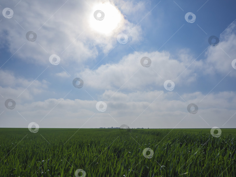 Скачать Солнечный свет пробивается сквозь облака в голубом небе над зеленым полем, поросшим молодой пшеничной травой. Красивая весенняя поздравительная открытка фотосток Ozero