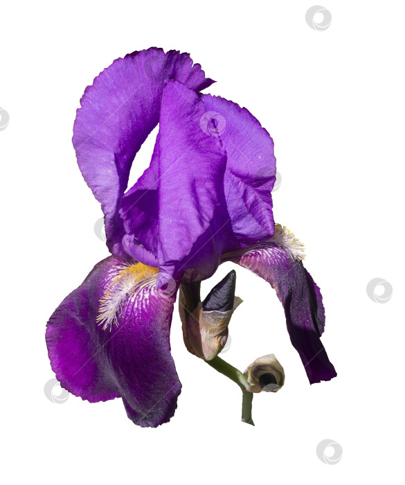 Скачать Крупный план красивого фиолетового цветка ириса, выделенного на белом фоне. фотосток Ozero