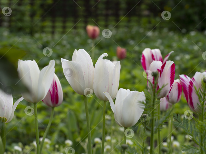 Скачать Красивые разноцветные цветы тюльпаны на клумбе в весеннем солнечном саду фотосток Ozero