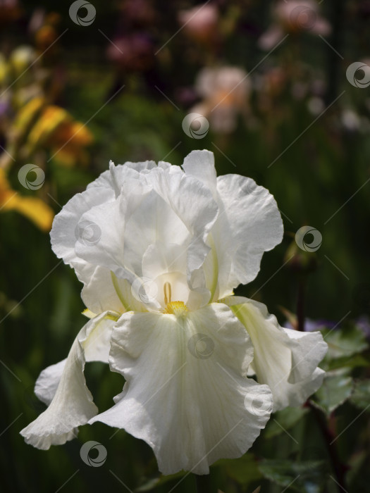 Скачать Красивый цветок белого ириса крупным планом. фотосток Ozero