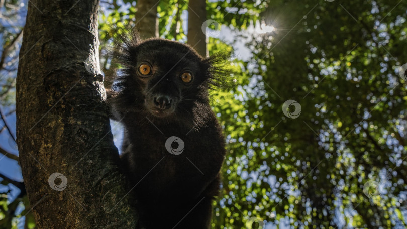 Скачать Черный лемур Eulemur macaco сидит на стволе дерева фотосток Ozero