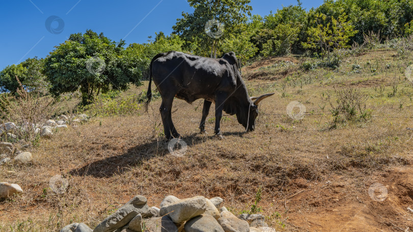 Скачать Черные зебу пасутся на склоне холма на пожелтевшей траве. фотосток Ozero