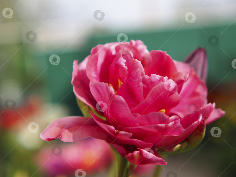 Скачать Расфокусированный красивый нежно-розовый цветок крупным планом. Размытый разноцветный фон фотосток Ozero
