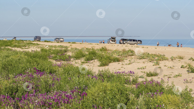 Скачать Весенняя рыбалка в морском заливе. Берег моря, на котором много рыбаков с удочками и их автомобилями. На переднем плане - цветущий луг фотосток Ozero