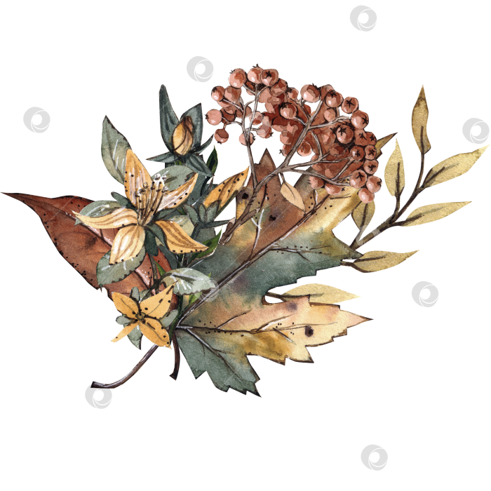 Скачать Композиция со зверобоем акварельная осенняя композиция со зверобоем акварельная осень фотосток Ozero