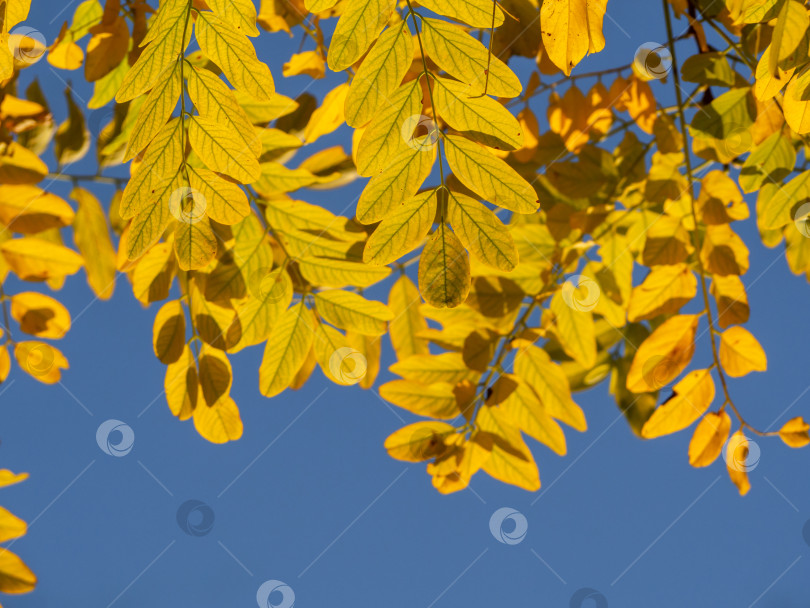 Скачать Яркая осенняя листва на фоне голубого неба. Красивые осенние обои с желтыми листьями, освещенными солнцем, на ветке дерева на фоне голубого неба фотосток Ozero