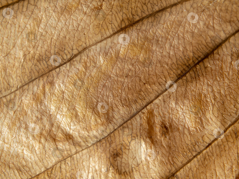 Скачать Макросъемка текстуры осеннего коричневого листа-естественный фон фотосток Ozero