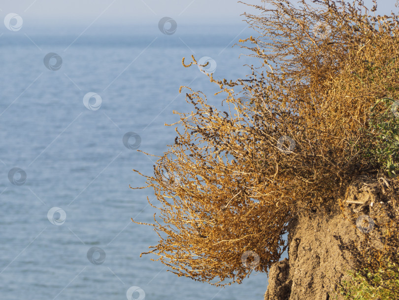 Скачать Сухая желтая трава на глинистом обрыве берега на фоне моря. Туризм и отдых на море. Желтая высохшая трава на берегу моря фотосток Ozero