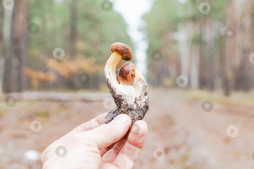 Скачать Молодые грибы в осеннем лесу фотосток Ozero