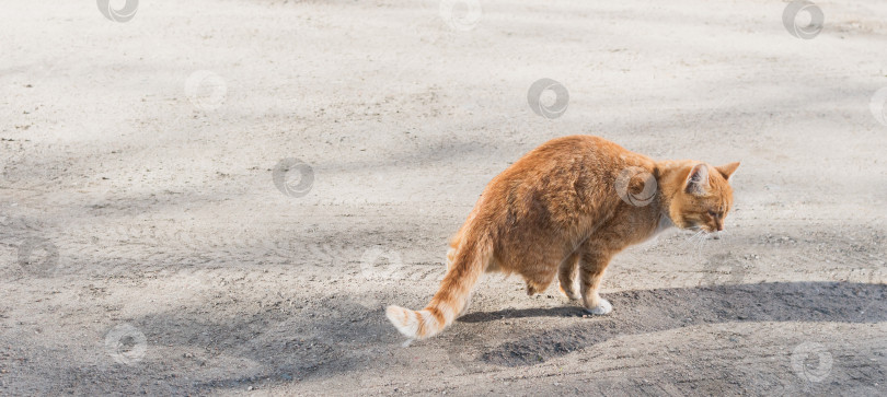 Скачать Одинокий кот без задней лапы во дворе фотосток Ozero