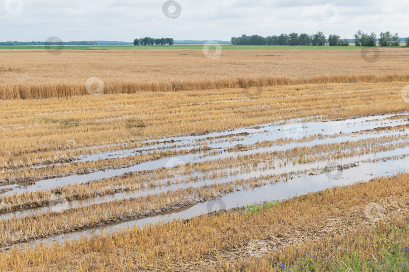 Скачать Сбор урожая на поле с пшеницей фотосток Ozero