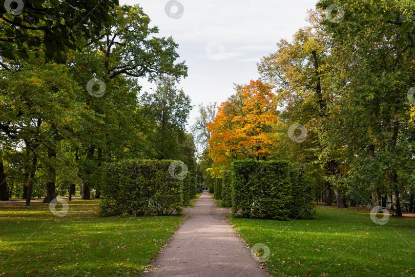 Скачать Осенний парк, тропа среди деревьев и квадратно подстриженных кустов фотосток Ozero