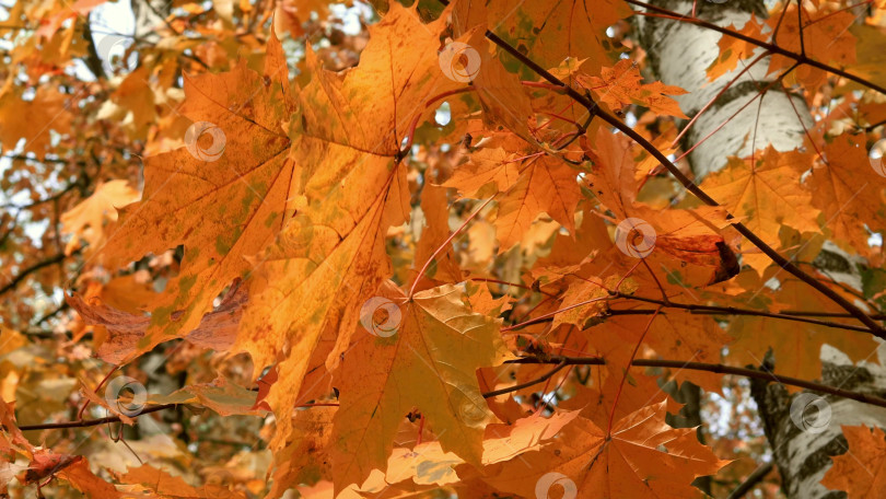 Скачать Оранжевые кленовые листья колышутся на ветру. Крупный план фотосток Ozero