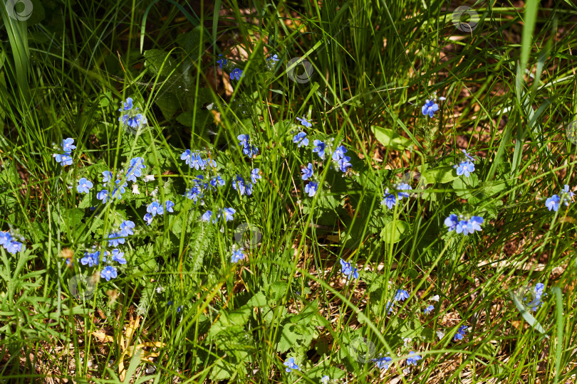 Скачать Фото голубые полевые цветы незабудок на фотосток Ozero