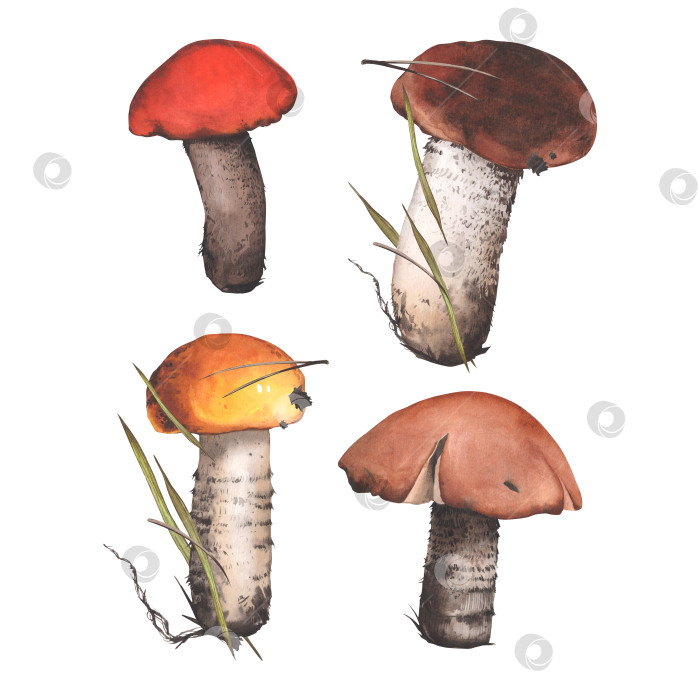 Скачать Набор лесных грибов. Осенняя еда. Акварельная ботаническая иллюстрация. Для оформления фонов, упаковки, меню, этикеток фотосток Ozero
