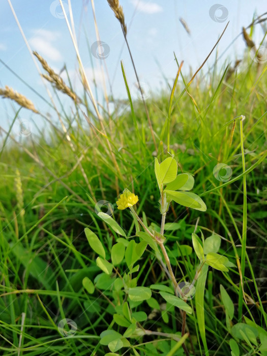 Скачать Жёлтый цветочек в траве фотосток Ozero
