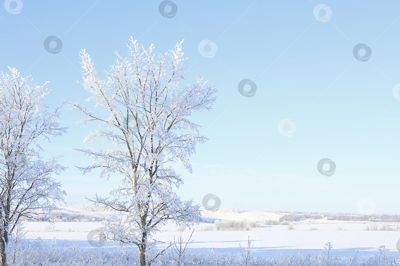 Скачать Дикая природа зимой, рождественский фон. После снегопада ветви деревьев покрываются снегом и сверкают на солнце, в сильный мороз и при низких температурах. Это красивый зимний баннер, новогодняя открытка, фотосток Ozero