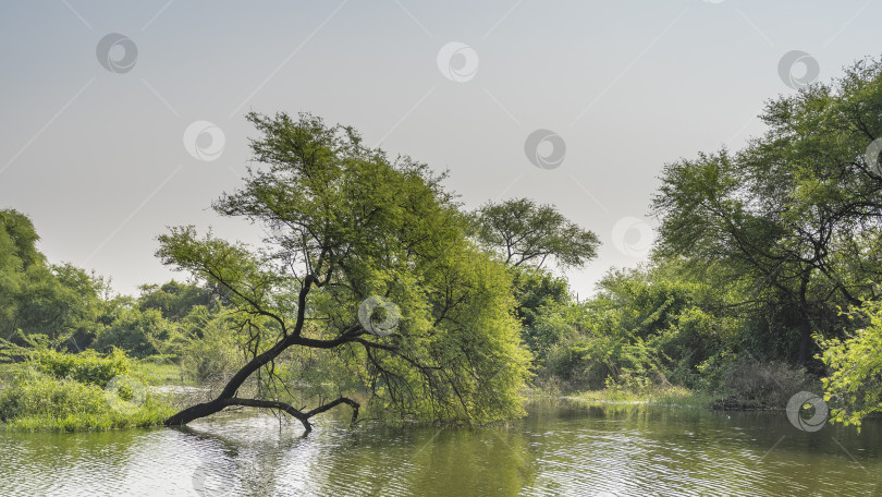 Скачать Раскидистое дерево низко склонилось над спокойным озером. фотосток Ozero