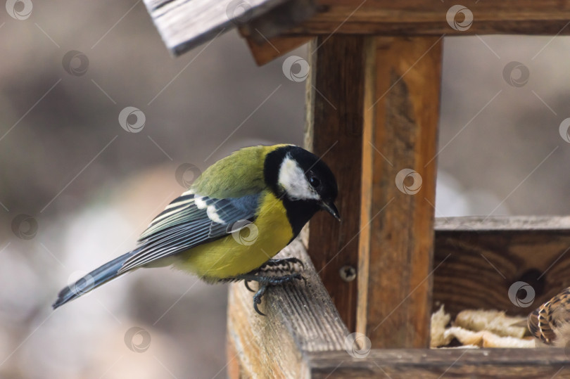 Скачать Большая синица, Parus Major, одиночная птица на кормушке, Птицы Восточной Сибири фотосток Ozero